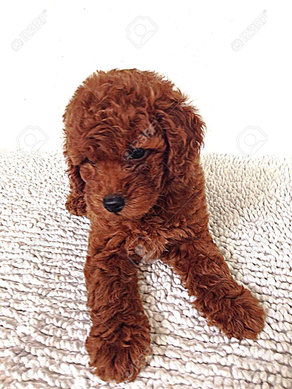 3 month old poodle