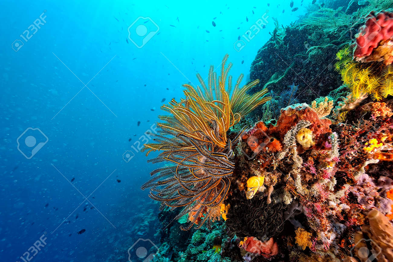 健康的な珊瑚礁の美しい写真の写真素材・画像素材 Image 169604457