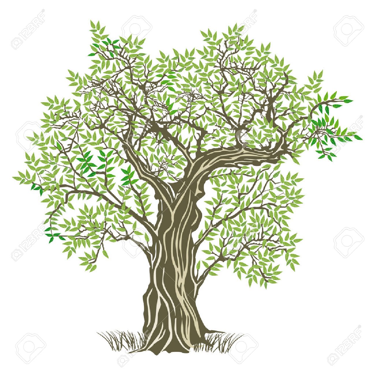 Yaşlı Zeytin Ağacı Royalty Free SVG, Klipartlar, Vektör Çizimler ve Stok  Çizim. Image 29697772