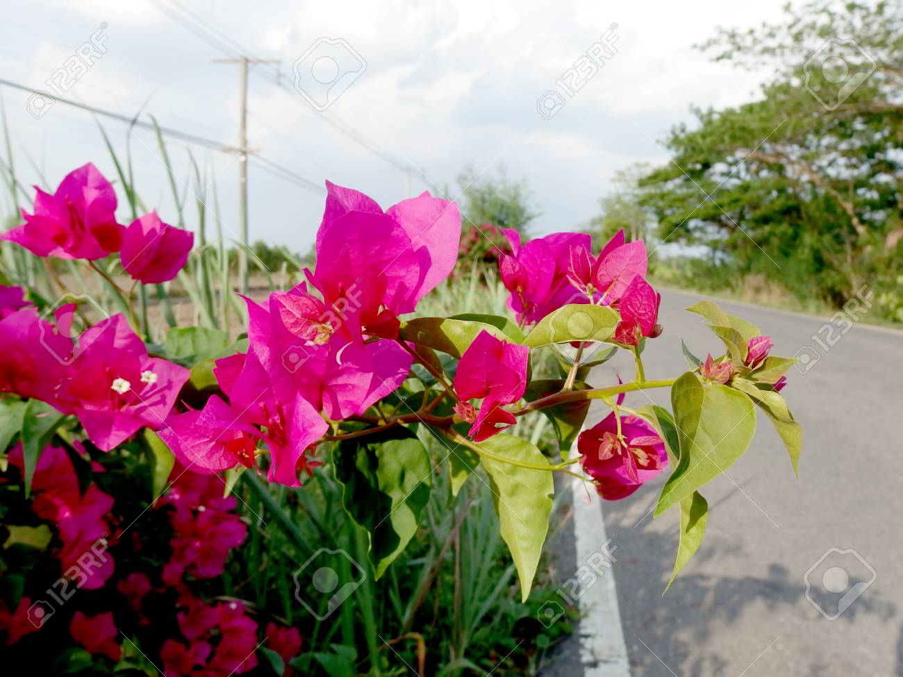 paper flower bougainvillea stock photo picture and royalty free paper flower bougainvillea