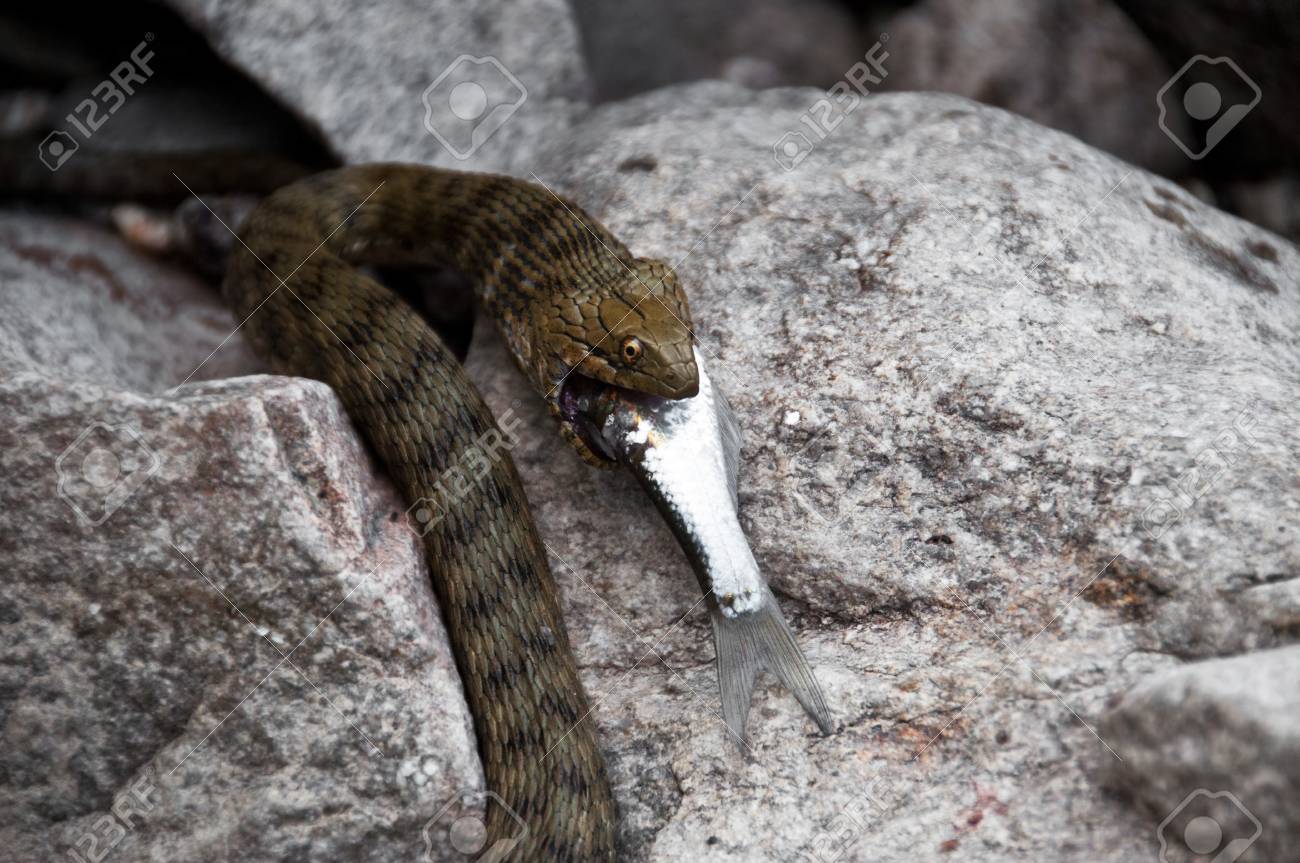 野生の蛇は魚を食べること の写真素材 画像素材 Image