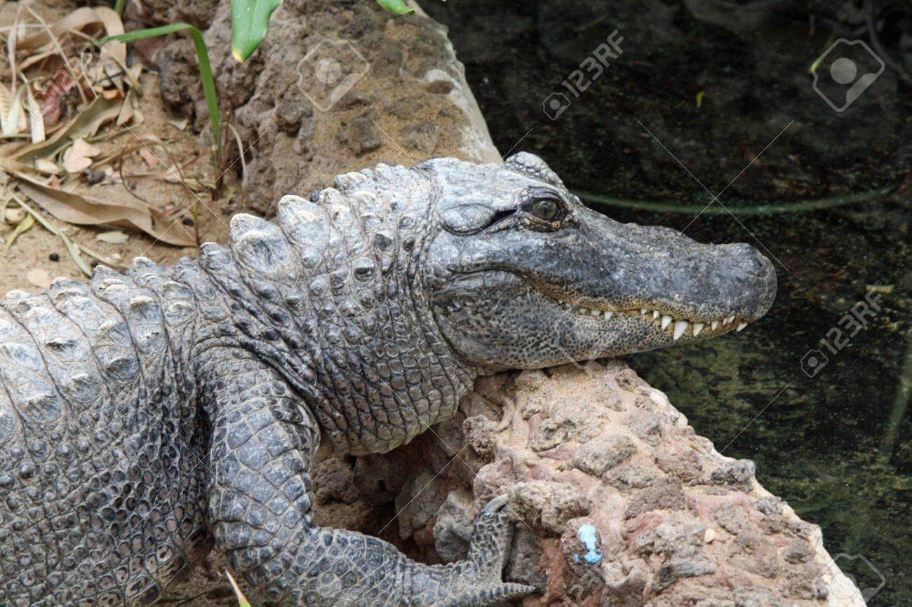 ミシシッピ川のワニ の写真素材 画像素材 Image