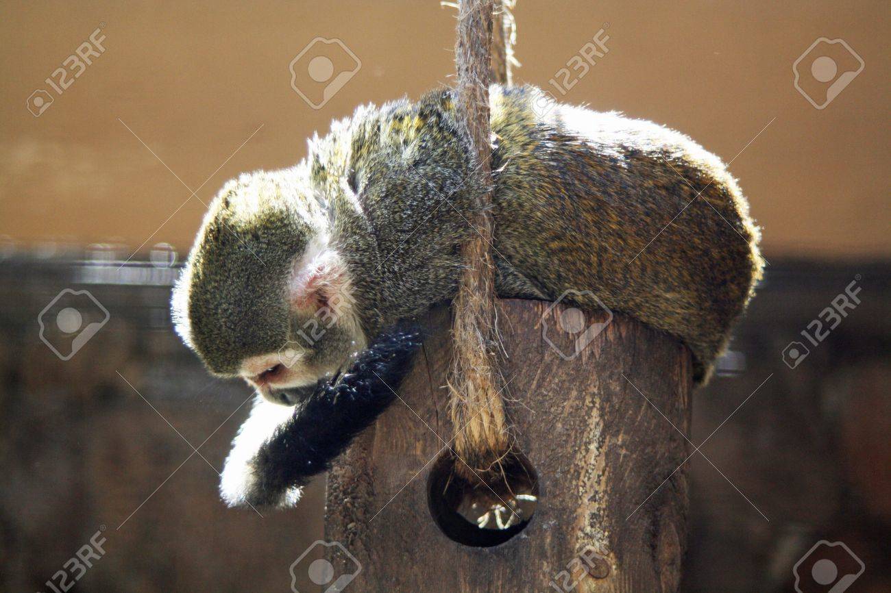 etiam-dictum-ipsum-a-felis