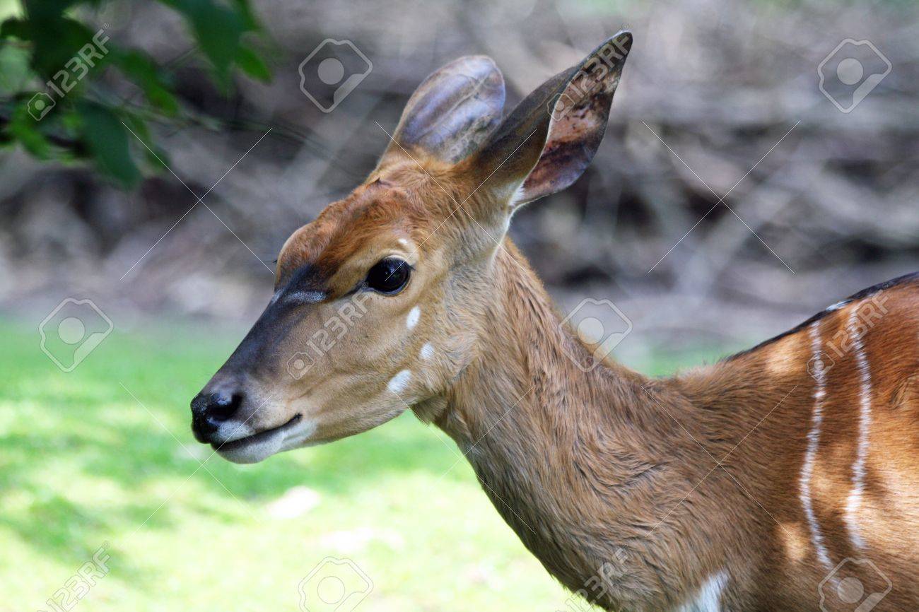 etiam-dictum-ipsum-a-felis