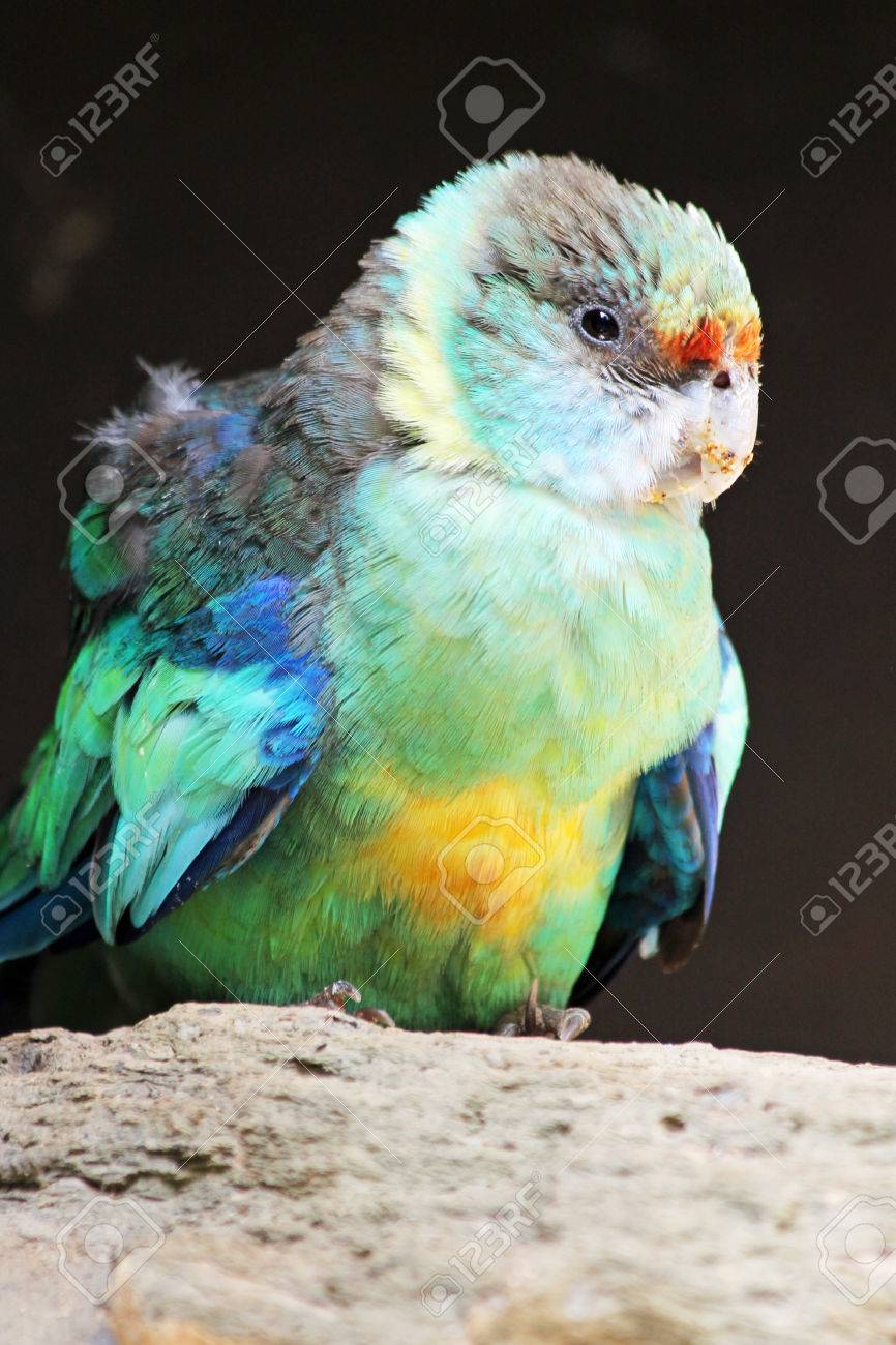 etiam-dictum-ipsum-a-felis