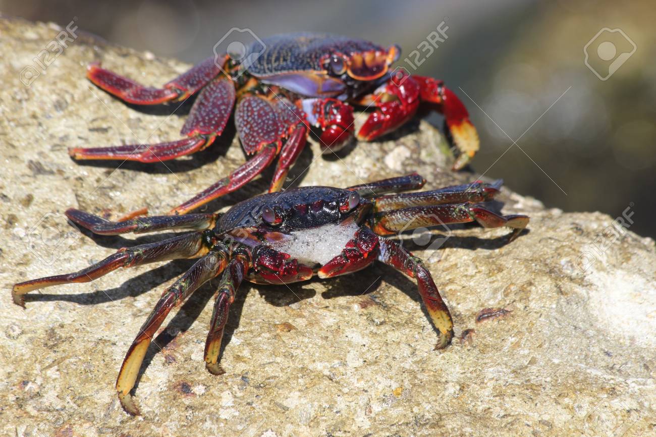 赤い岩カニ グラン カナリア島 スペイン の写真素材 画像素材 Image 赤い岩カニ グラン カナリア島 スペイン の写真素材 画像素材 Image