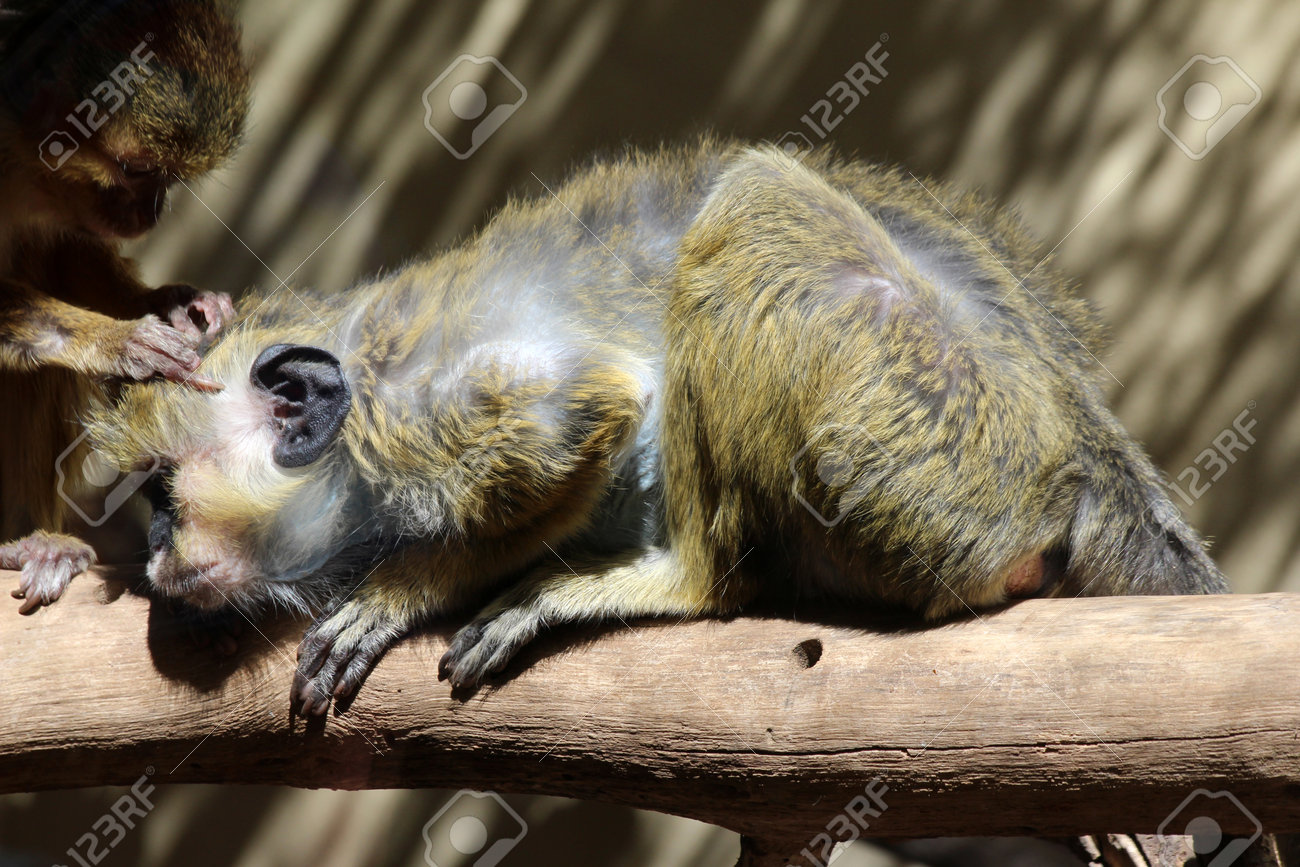 etiam-dictum-ipsum-a-felis