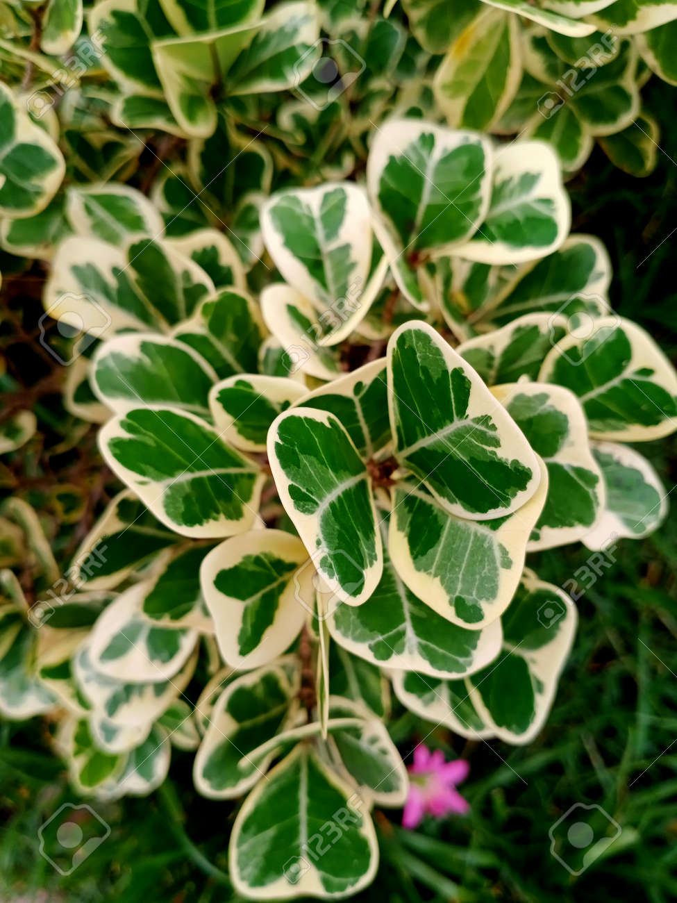 etiam-dictum-ipsum-a-felis