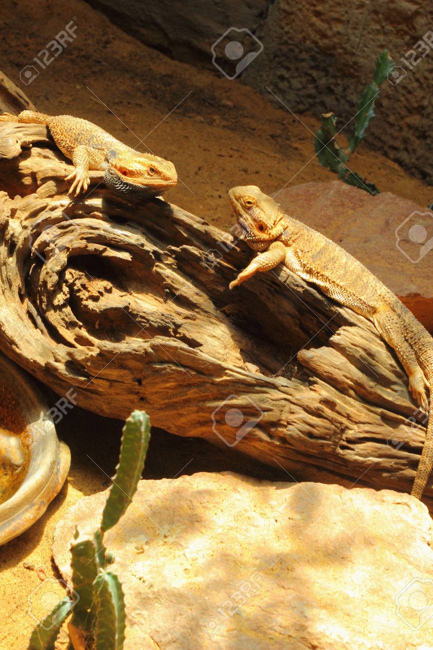 砂漠のトカゲ の写真素材 画像素材 Image