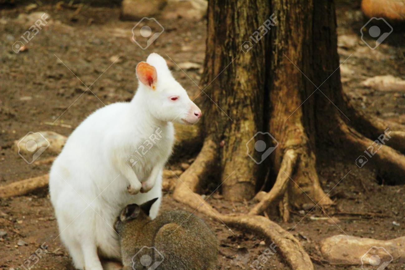 White Dwarf Kangaroo Benette In The Zoo Stock Photo, Picture and Royalty  Free Image. Image 85078998., image size:1300x866