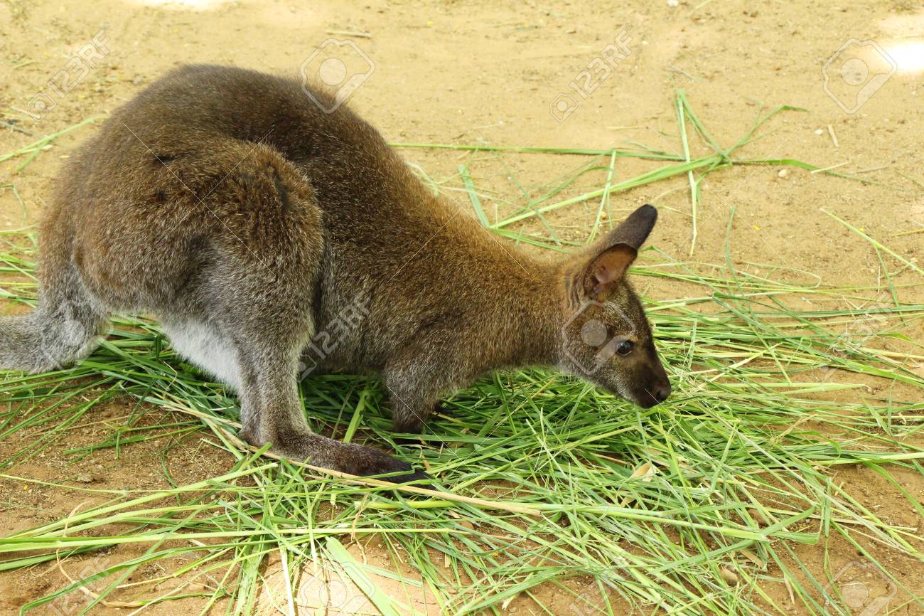 Dwarf Kangaroo Benette In The Zoo Stock Photo, Picture and Royalty Free  Image. Image 86193067., image size:1300x866