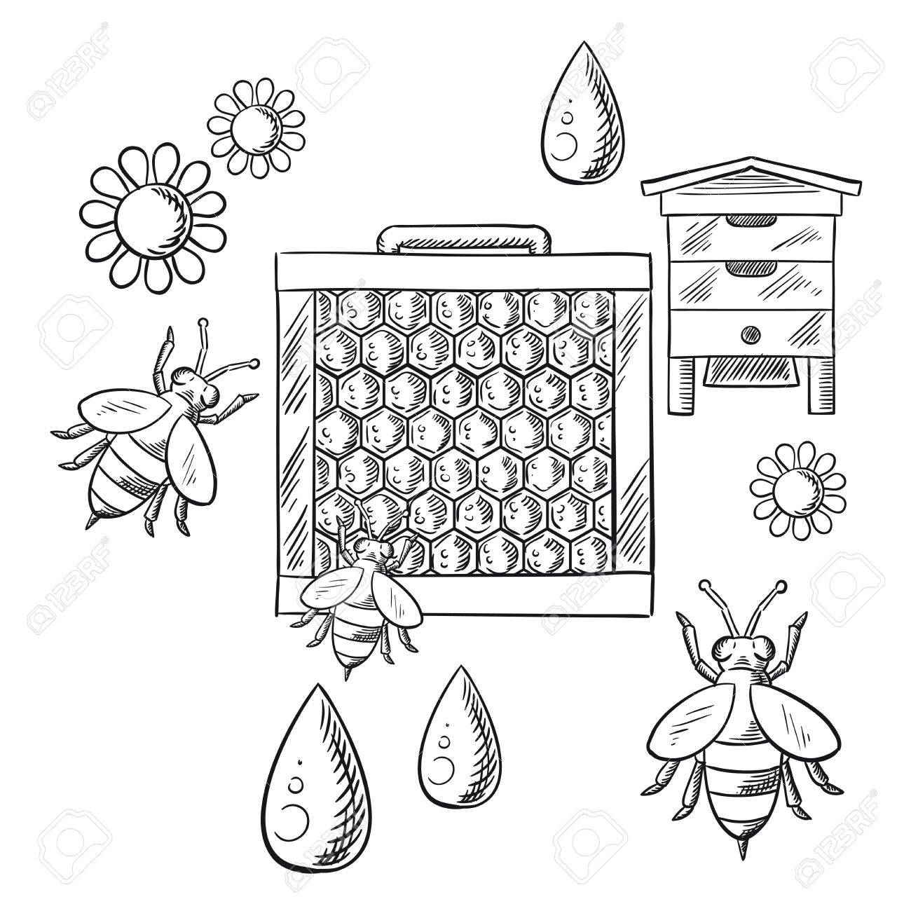 Bee drawing in a honeycomb frame
