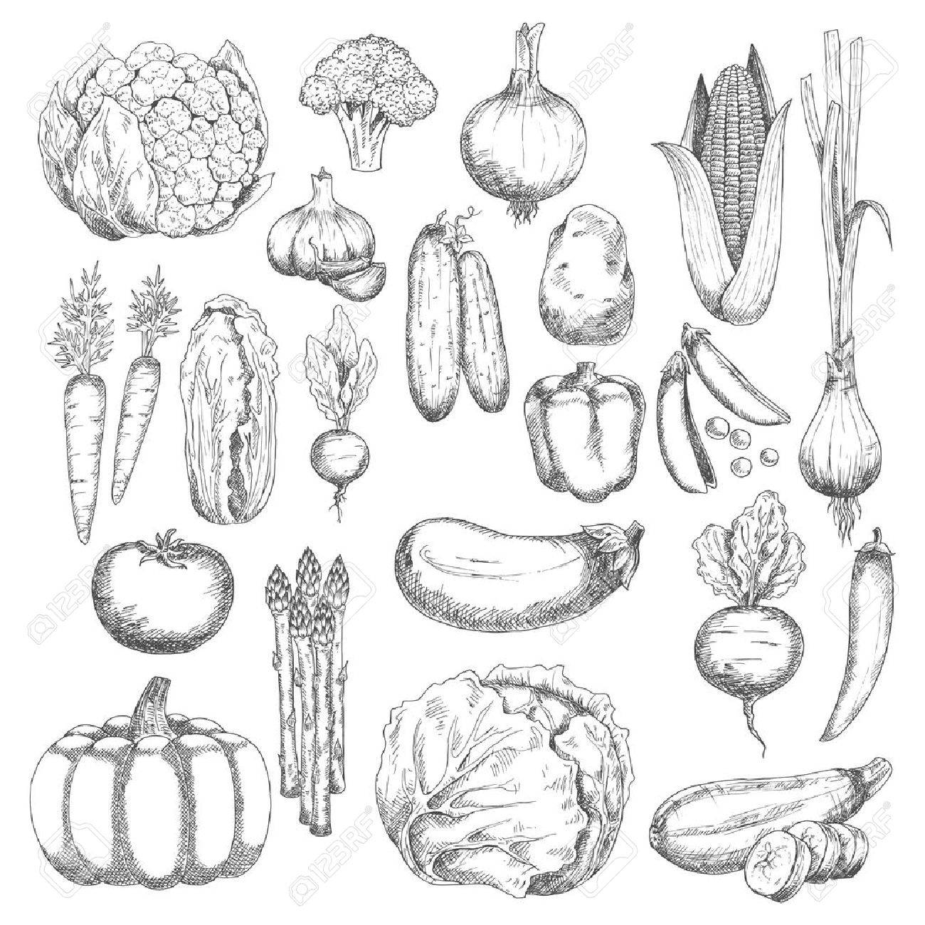 Organic farm fresh broccoli and corn, pea and onion, eggplant and tomato, carrot and beet, cayenne and bell pepper, cabbage and pumpkin, garlic and cucumber, potato and chinese cabbage, cauliflower and zucchini, radish, asparagus and scallion vegetables s - 54994035 Organic farm fresh broccoli and corn, pea and onion, eggplant and tomato, carrot and beet, cayenne and bell pepper, cabbage and pumpkin, garlic and cucumber, potato and chinese cabbage, cauliflower and zucchini, radish, asparagus and scallion vegetables s - 54994035