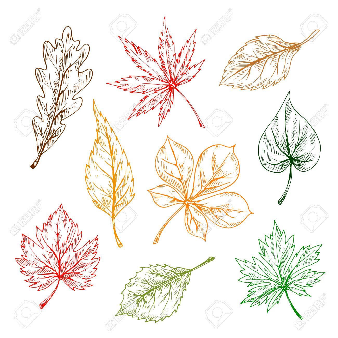 Comparable Anunciante charla Las Hojas De Los árboles Y Plantas Establecidas. Dibujado A Mano Dibujo Boceto A Lápiz. Roble, Arce, Abedul, álamo, El Castaño, Olmo Deja Caer Para La Impresión O El Diseño Ilustraciones Svg, Comparable Anunciante charla Las Hojas De Los árboles Y Plantas Establecidas. Dibujado A Mano Dibujo Boceto A Lápiz. Roble, Arce, Abedul, álamo, El Castaño, Olmo Deja Caer Para La Impresión O El Diseño Ilustraciones Svg,