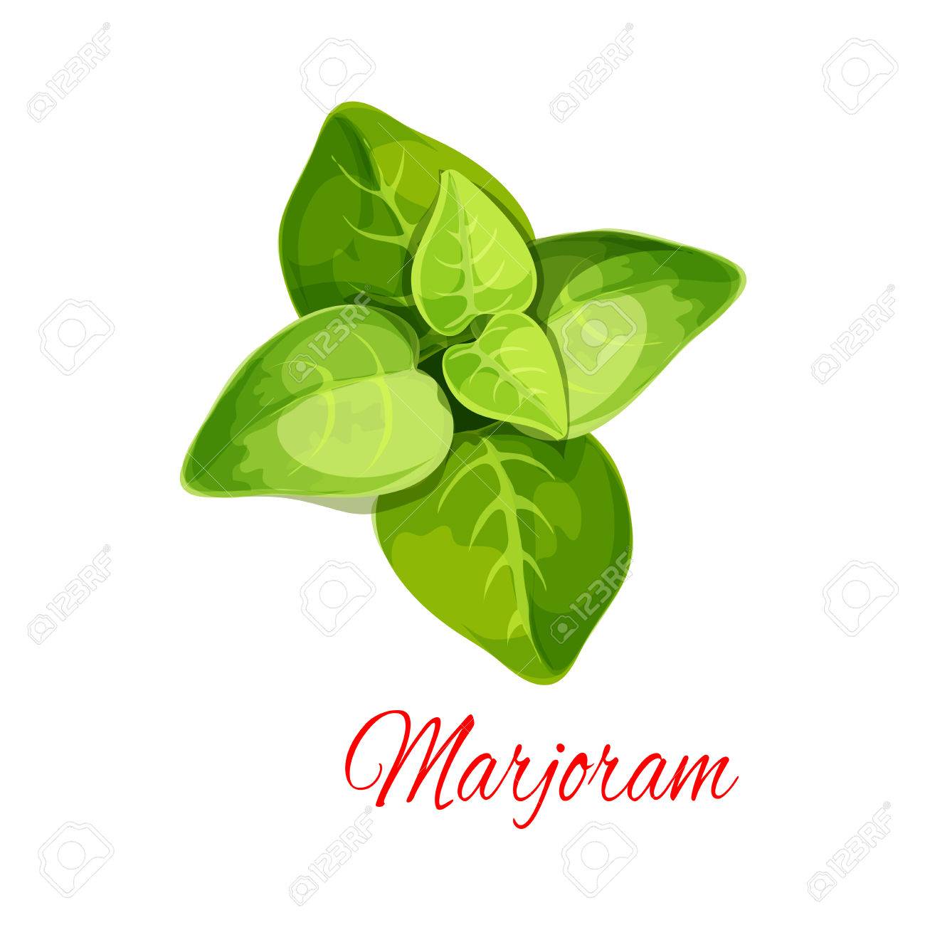 Marjoram Spice Herb Isolated Icon Oregano Plant Branch With Royalty Free Cliparts Vectors And Stock Illustration Image 71509518