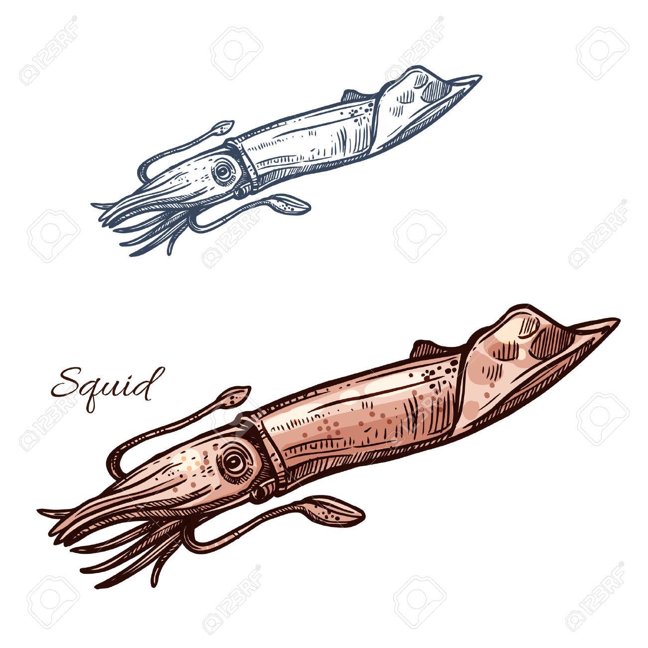 イカは ベクトルのアイコンをスケッチします イカまたは海のイカ軟体動物種 シーフードのレストランの看板やエンブレム スポーツ クラブや漁業漁業 海の食べ物や魚の市場ショップ分離記号 のイラスト素材 ベクタ Image
