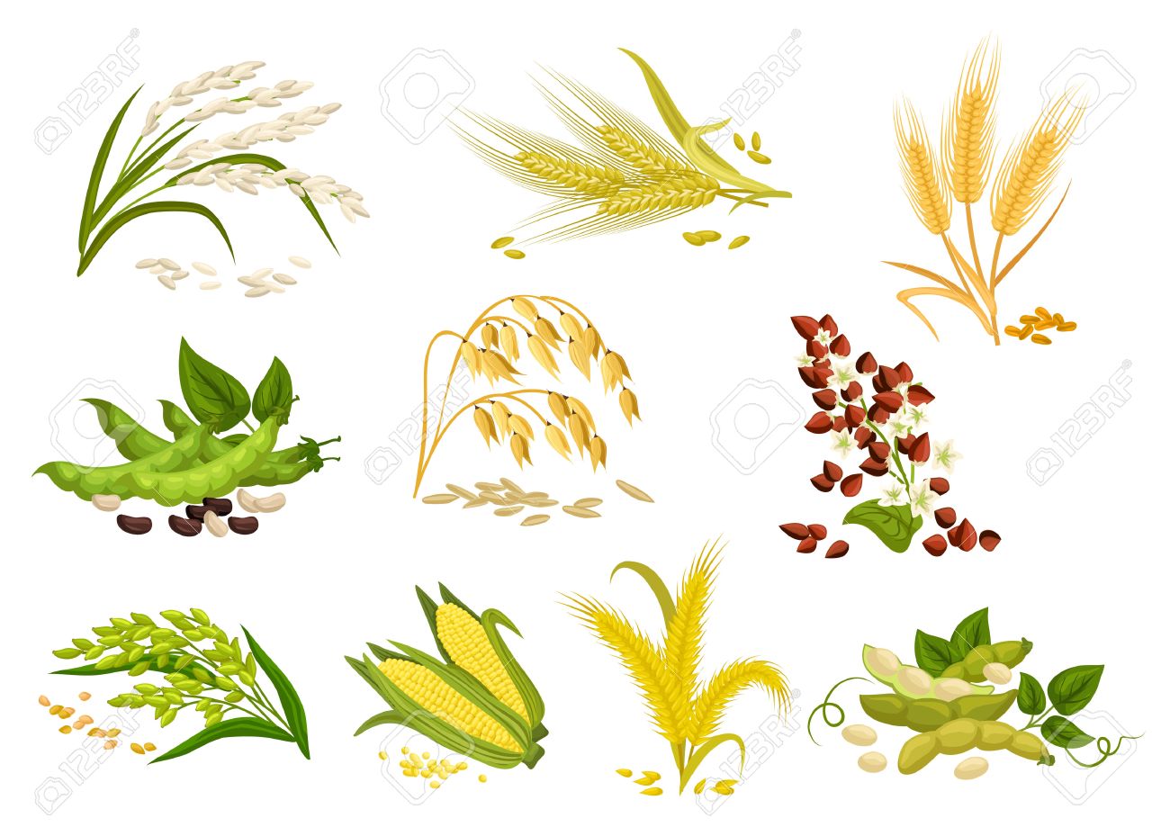 cereals icons of grain plants vector wheat and rye ears buckwheat