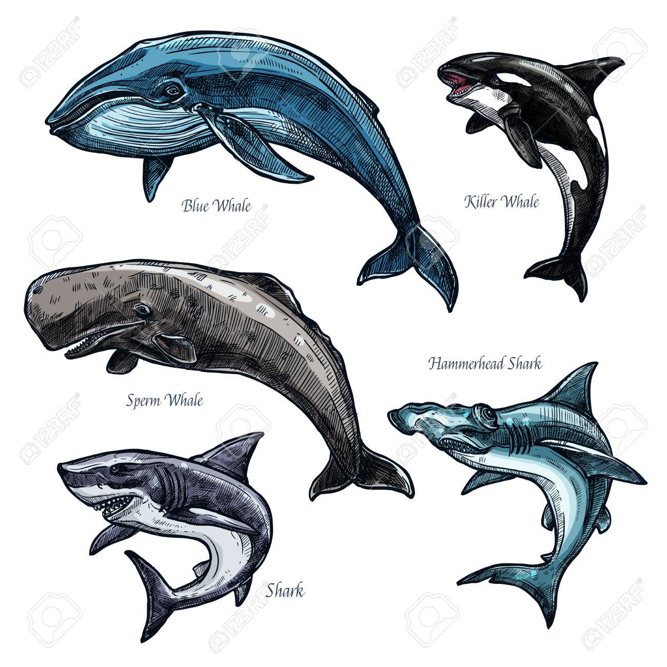 Giant Sea Animals Whale And Shark Vector Icons Set Royalty Free Cliparts Vectors And Stock Illustration Image