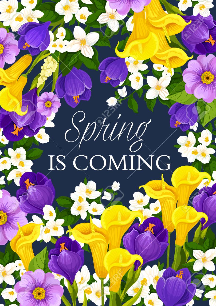 Spring Is Coming Greeting Card Of Springtime Flowers Bunch And Seasonal Holiday Wishes. Vector Design Of Blooming Calla Lily, Crocuses And Orchids Or Daisy Spring Blossoms Royalty Free SVG, Cliparts, Vectors, and