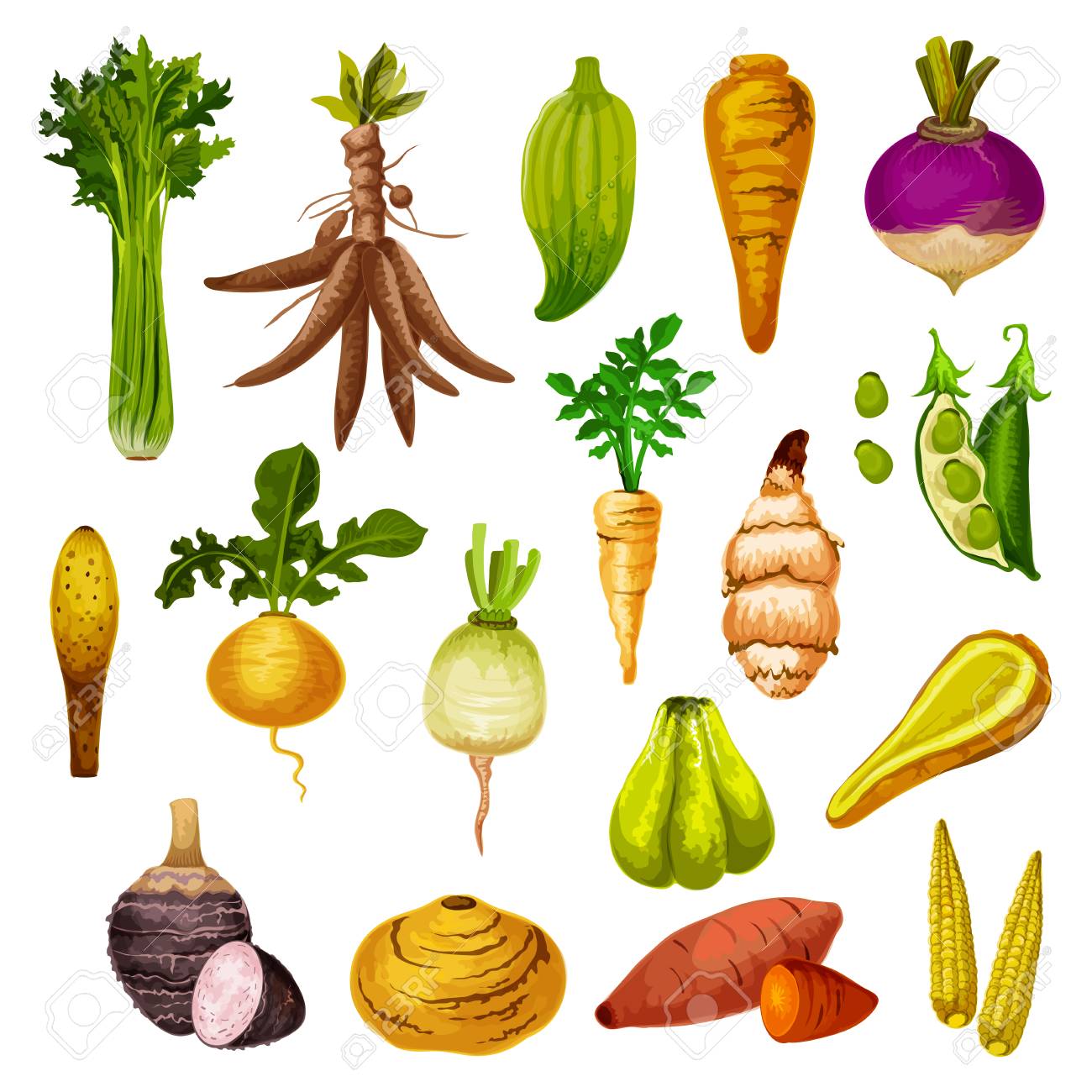 Root vegetables or veggie tuber icons. Vector sweet potato, radish or turnip and legume bread beans, natural jicama and cassava, manioc or celery and rutabaga, caigua and yam, little corn - 127635283 Root vegetables or veggie tuber icons. Vector sweet potato, radish or turnip and legume bread beans, natural jicama and cassava, manioc or celery and rutabaga, caigua and yam, little corn - 127635283