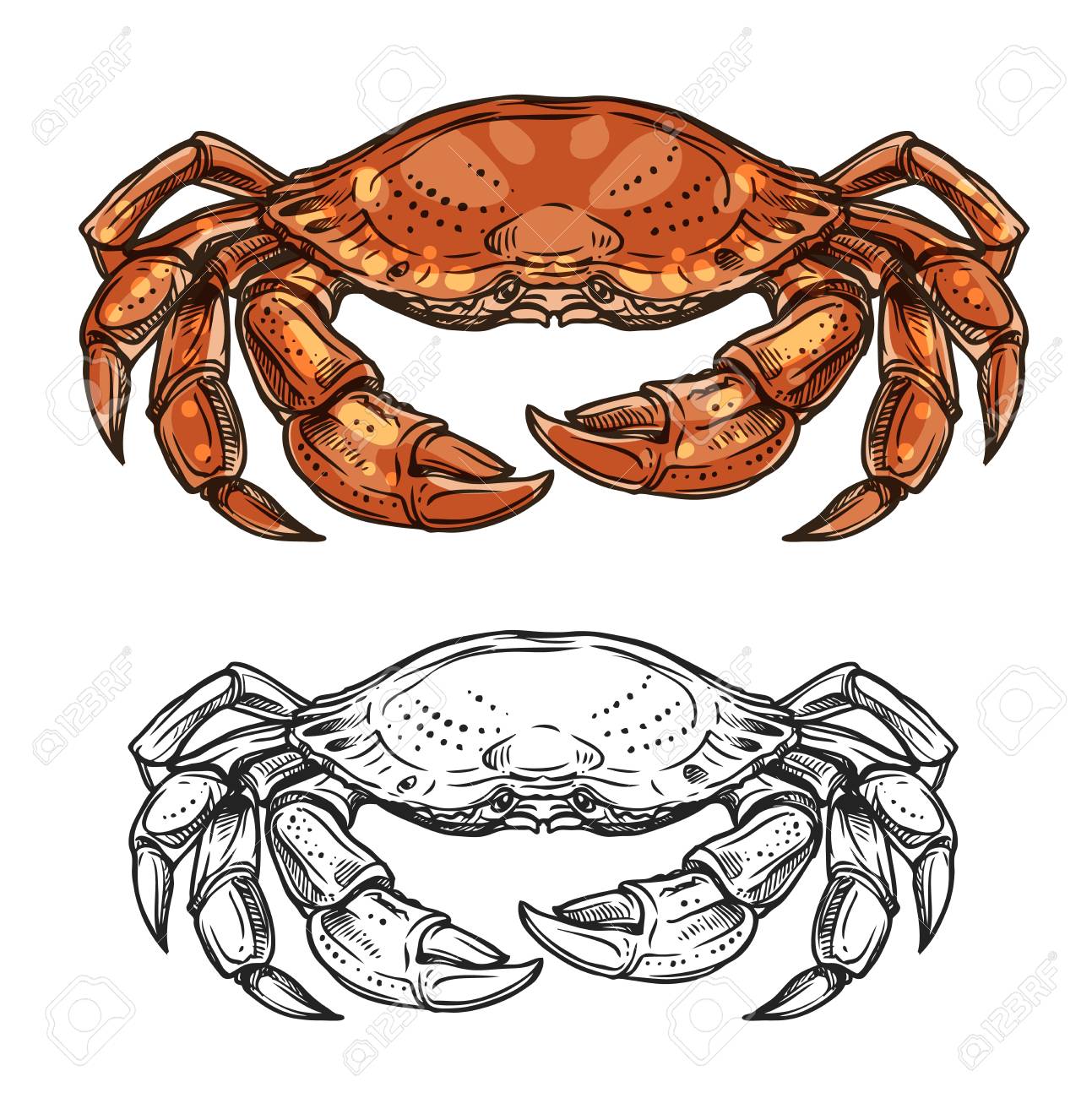 Crabs 10x12 FT Photo Backdrops,Illustration of Sea Animals Like Crab Hermit Crab Lobster Shells Shrimp Print Background for Photography Kids Adult Photo Booth Video Shoot Vinyl Studio Props Crabs 10x12 FT Photo Backdrops,Illustration of Sea Animals Like Crab Hermit Crab Lobster Shells Shrimp Print Background for Photography Kids Adult Photo Booth Video Shoot Vinyl Studio Props