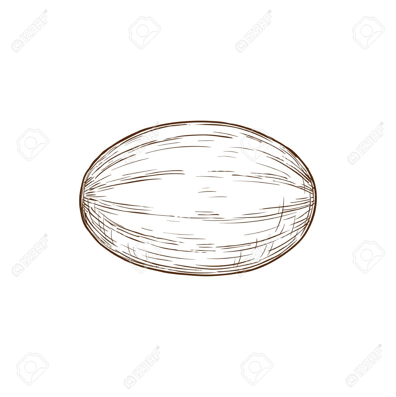 Featured image of post How To Draw A Honeydew Melon