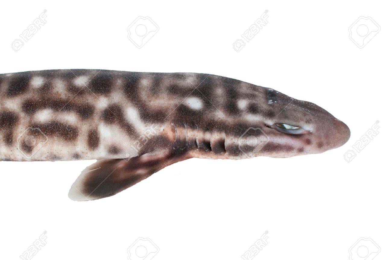Close Up De Tiburon Bebe Sobre Fondo Blanco Fotos Retratos Imagenes Y Fotografia De Archivo Libres De Derecho Image