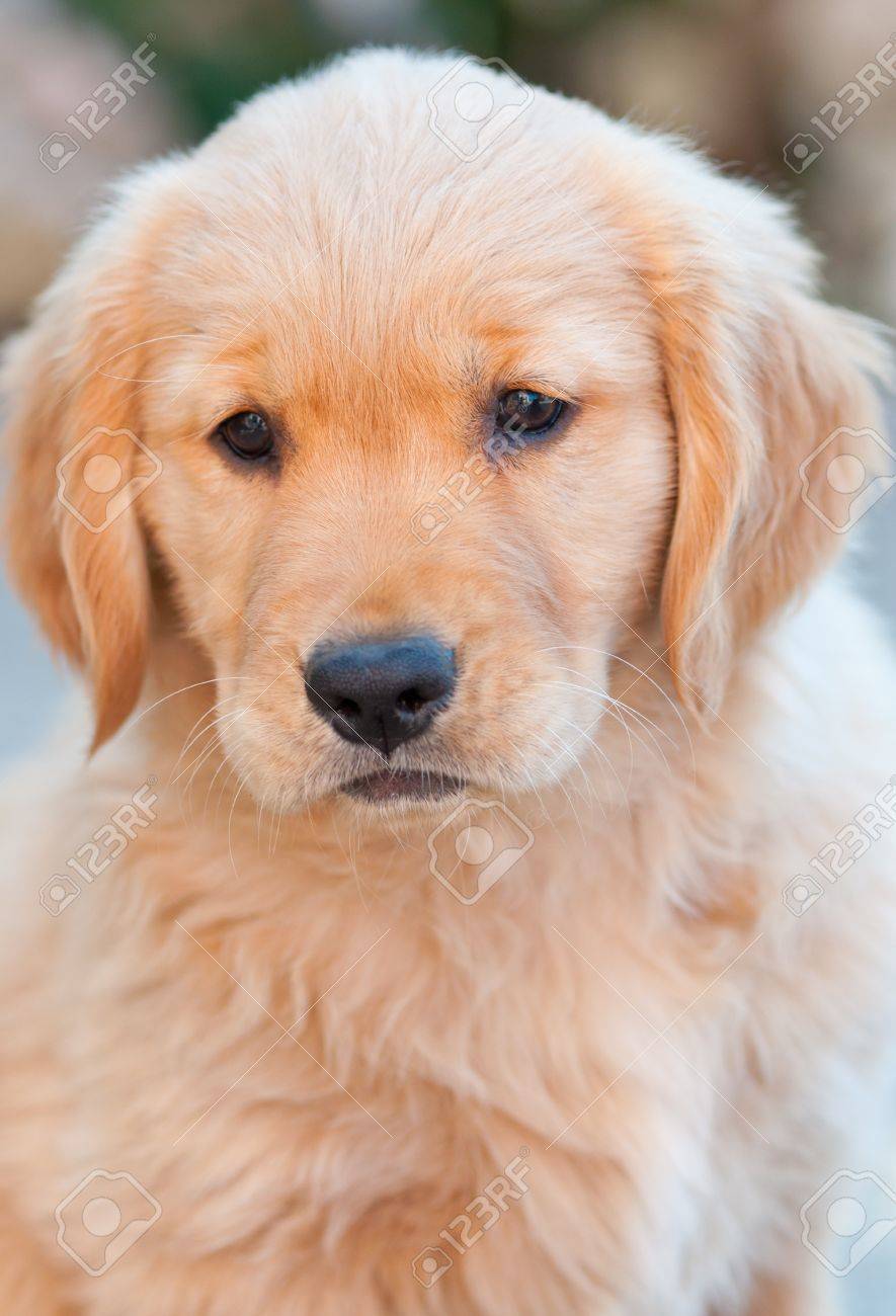 かわいいゴールデンレトリバー子犬 の写真素材 画像素材 Image 1797