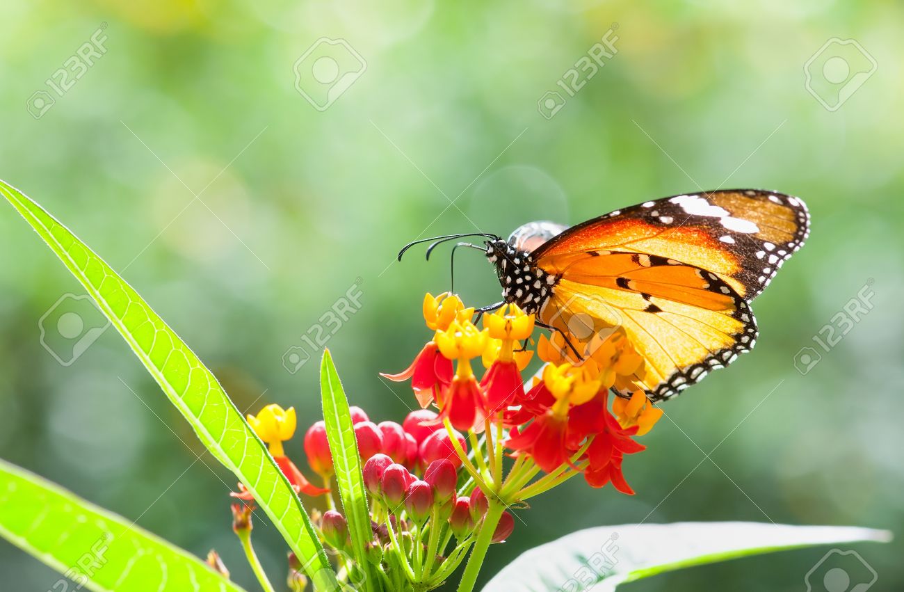 mariposa monarca recolección de néctar de una flor hermosa fotos