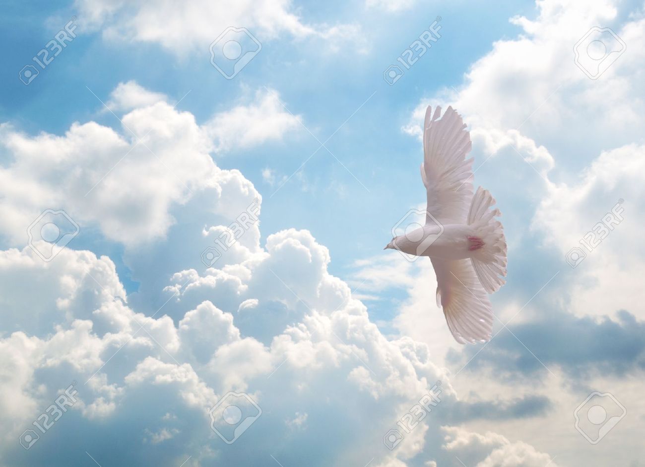 White Dove Flying Over Sky Stock Photo Picture And Royalty Free Image Image 9671 White Dove Flying Over Sky Stock Photo Picture And Royalty Free Image Image 9671