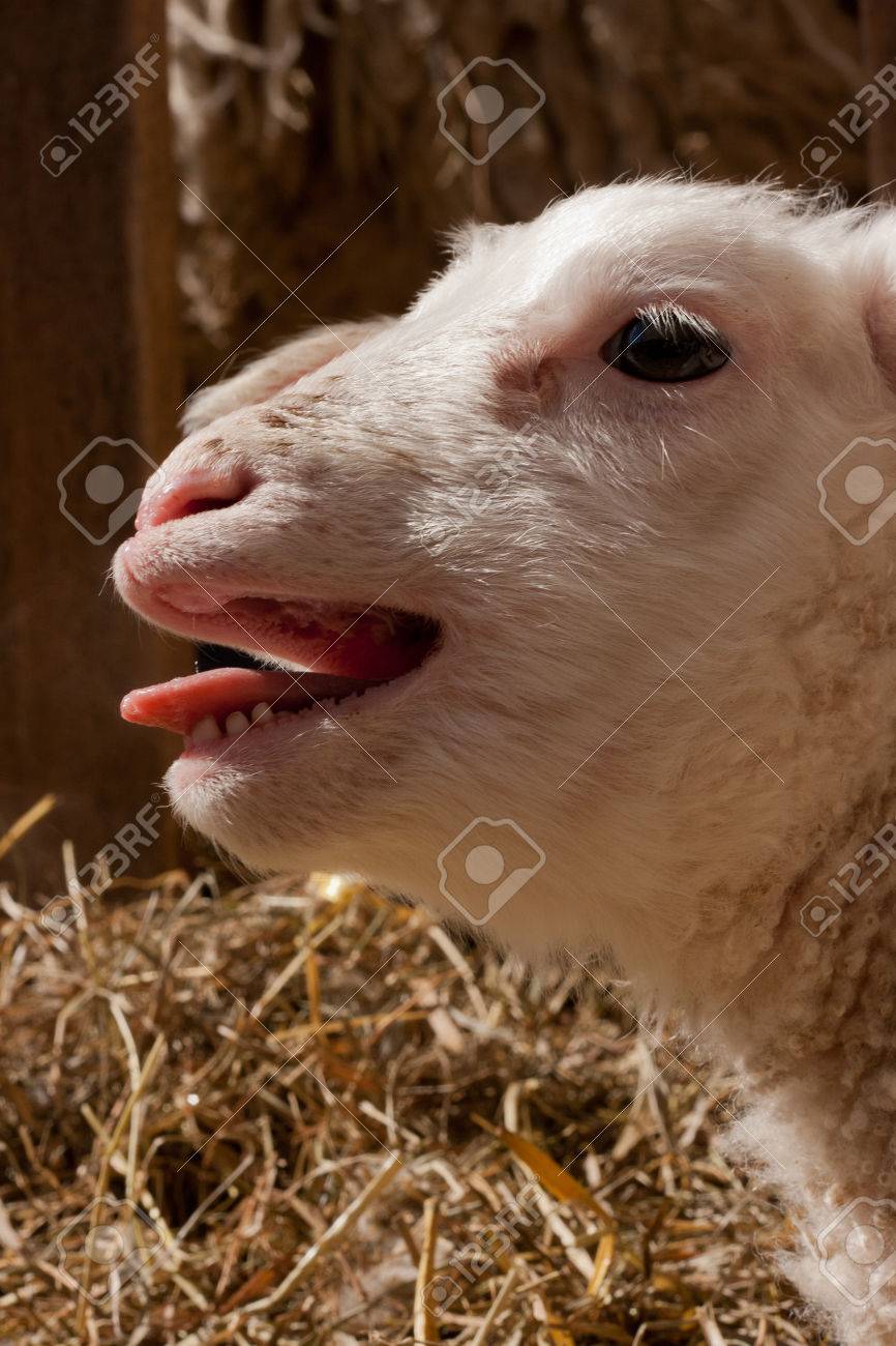 Lamb Bleating Calling Crying Stock Photo Picture And Royalty Free Image Image