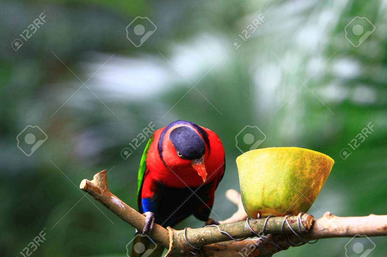 etiam-dictum-ipsum-a-felis