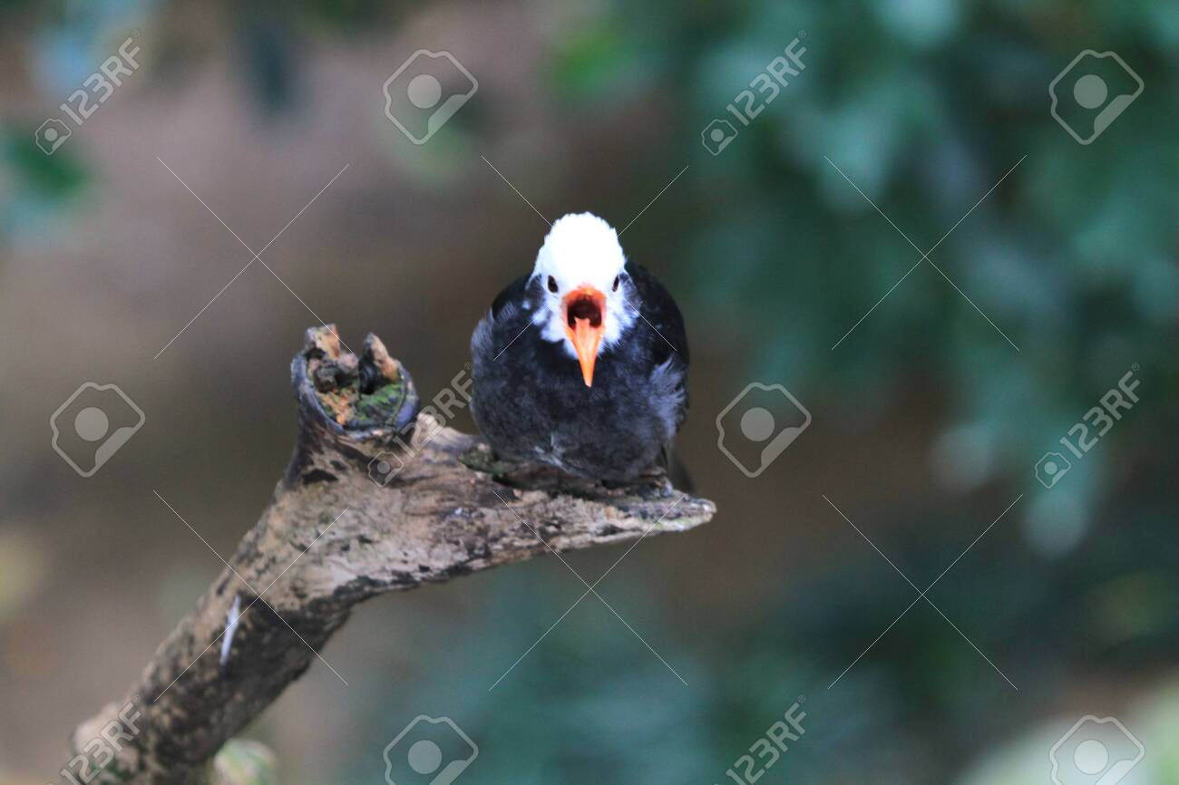 etiam-dictum-ipsum-a-felis