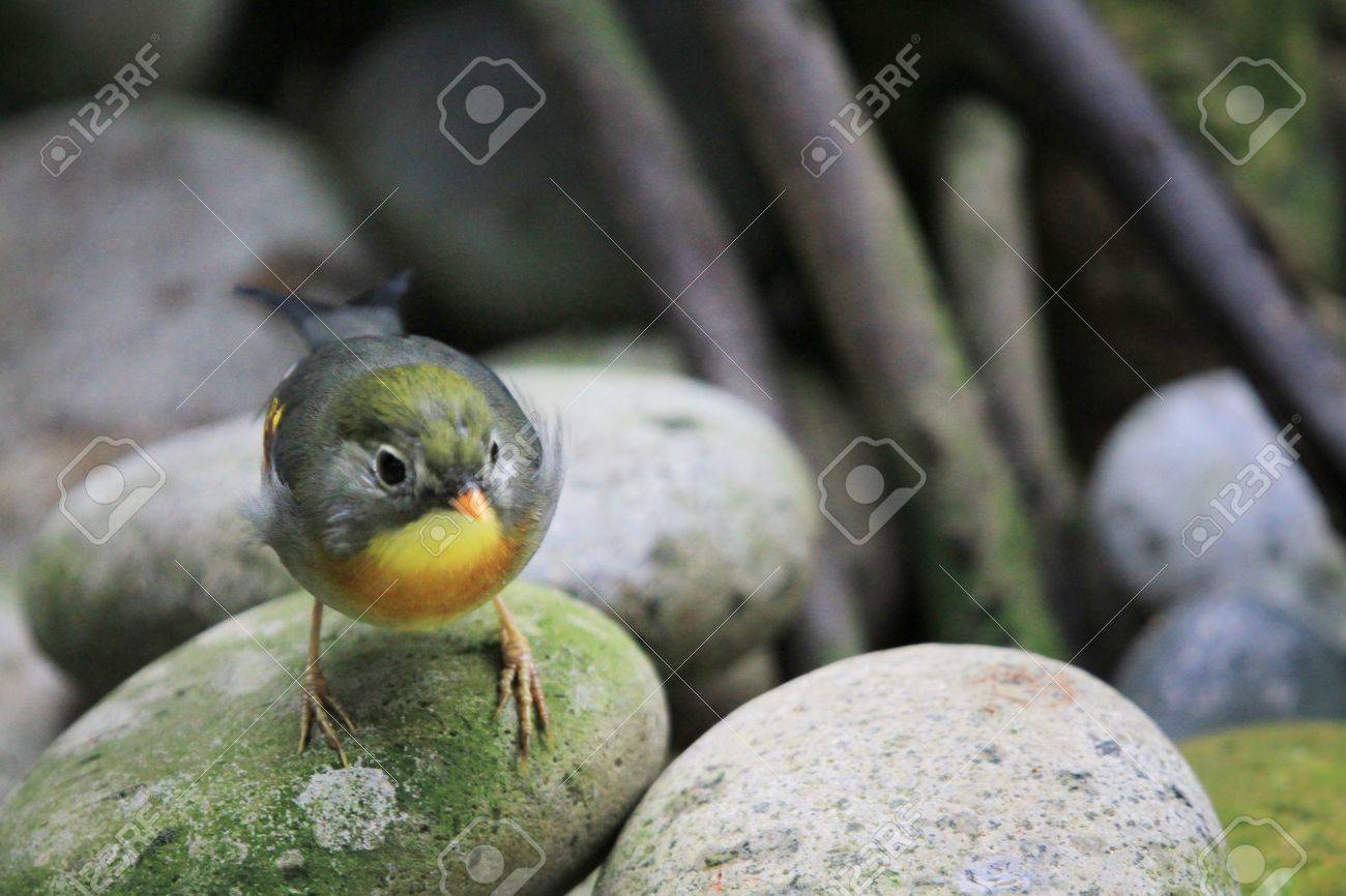 etiam-dictum-ipsum-a-felis