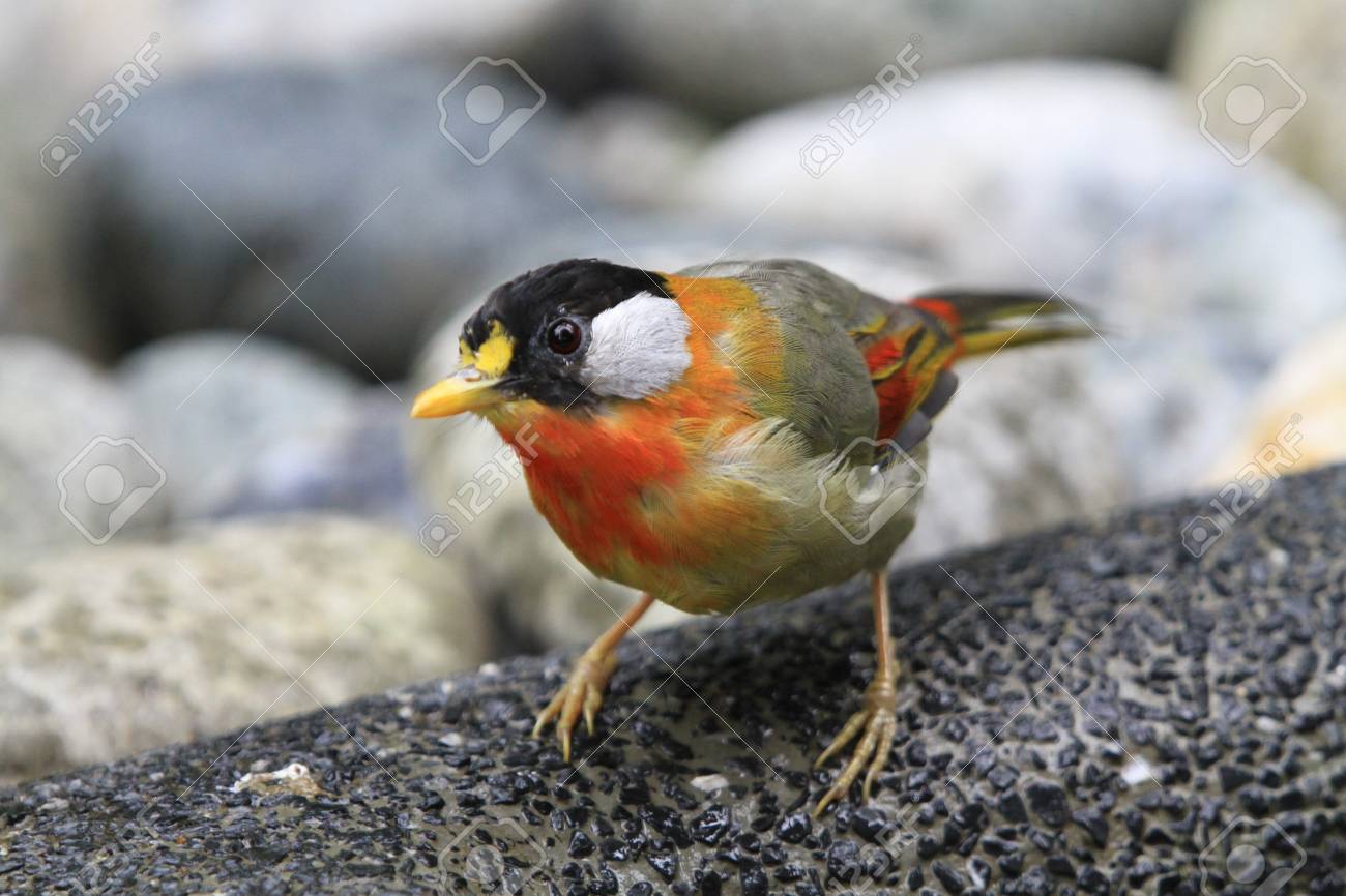 etiam-dictum-ipsum-a-felis