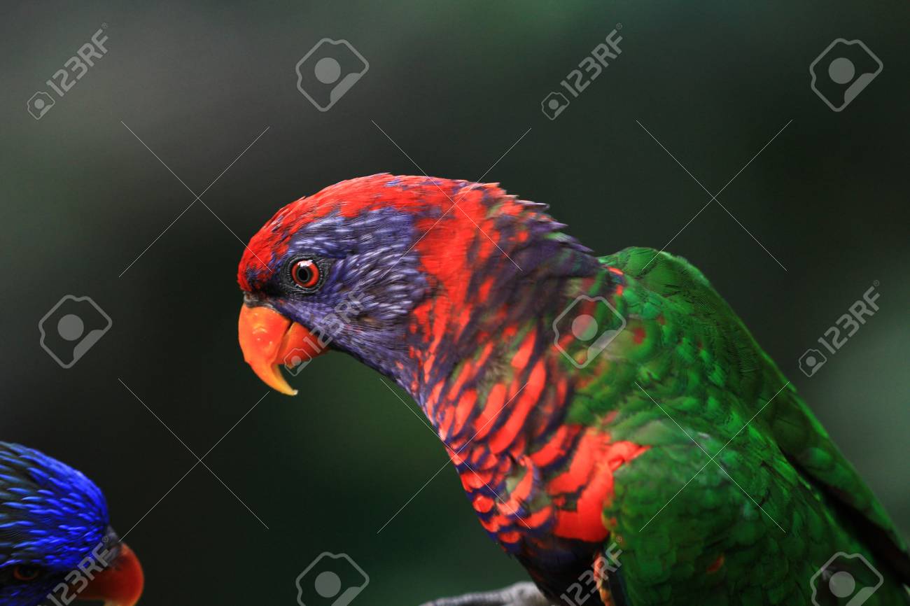 etiam-dictum-ipsum-a-felis