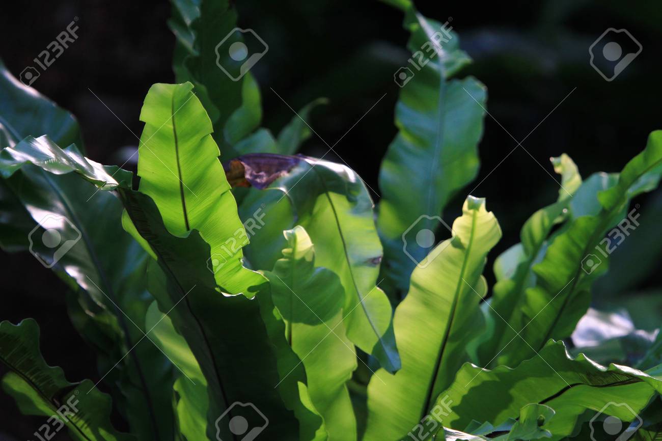 etiam-dictum-ipsum-a-felis