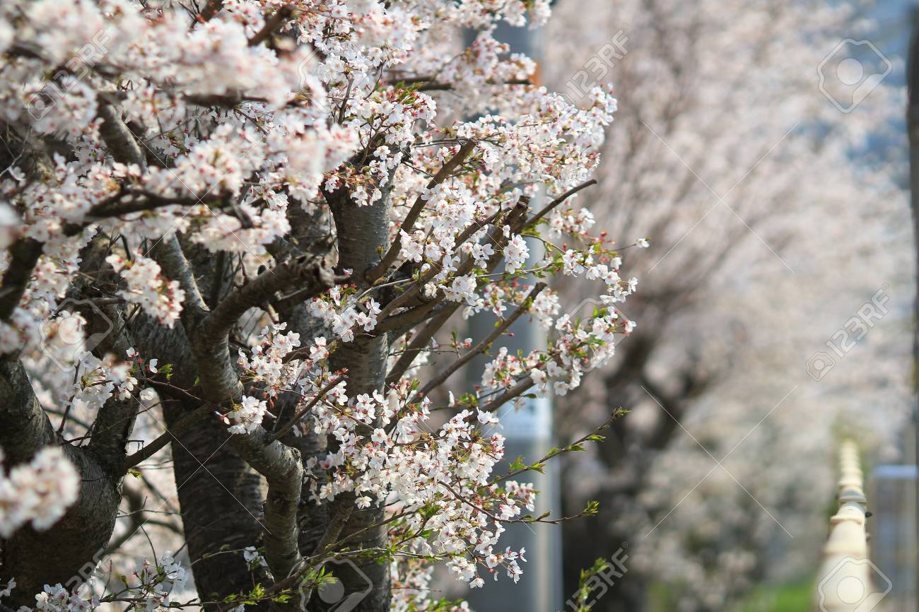 Kyoto Japon Fleurs De Cerisier Sakura à Un Arbre Parc De Cerise