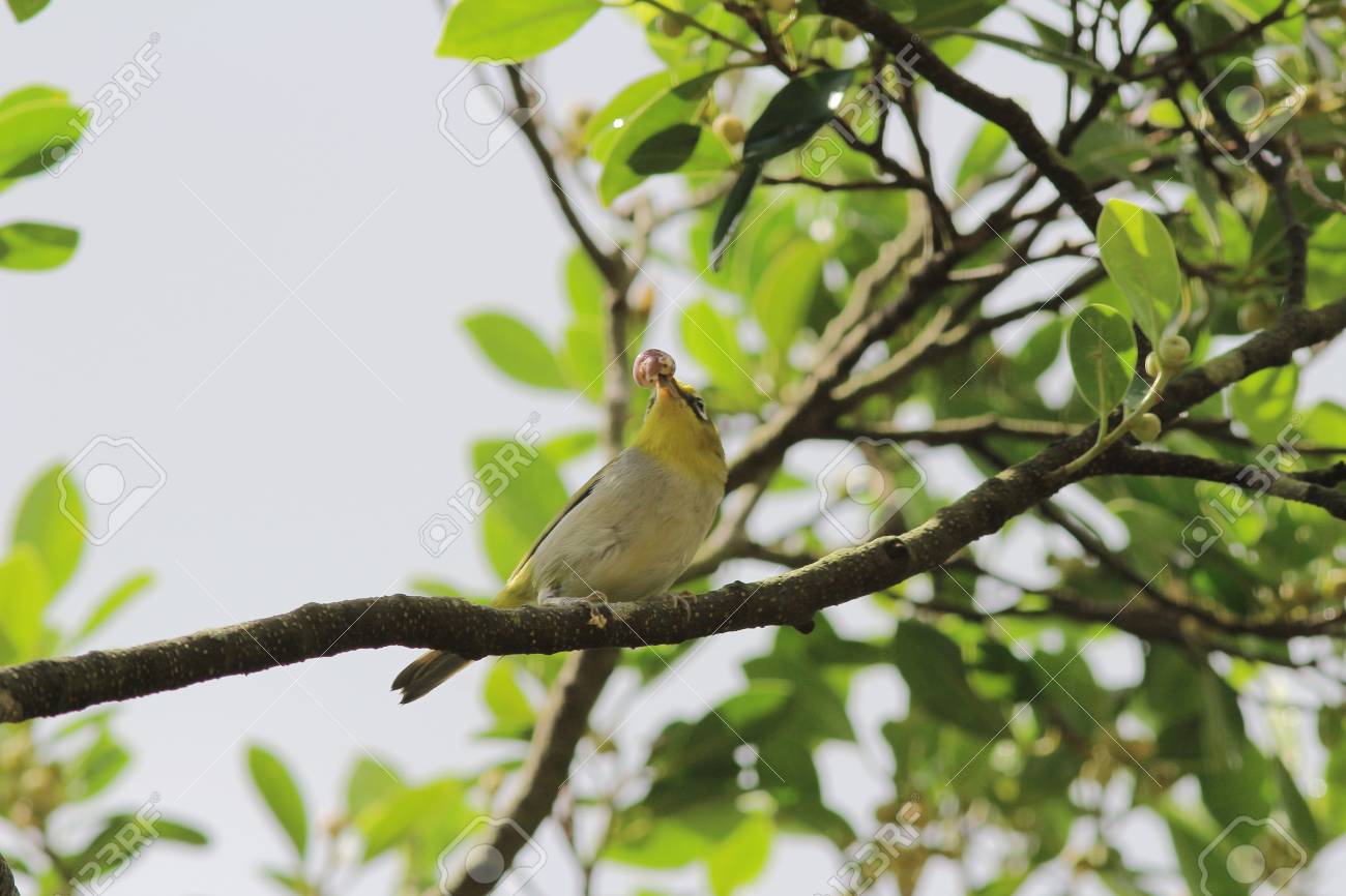 etiam-dictum-ipsum-a-felis