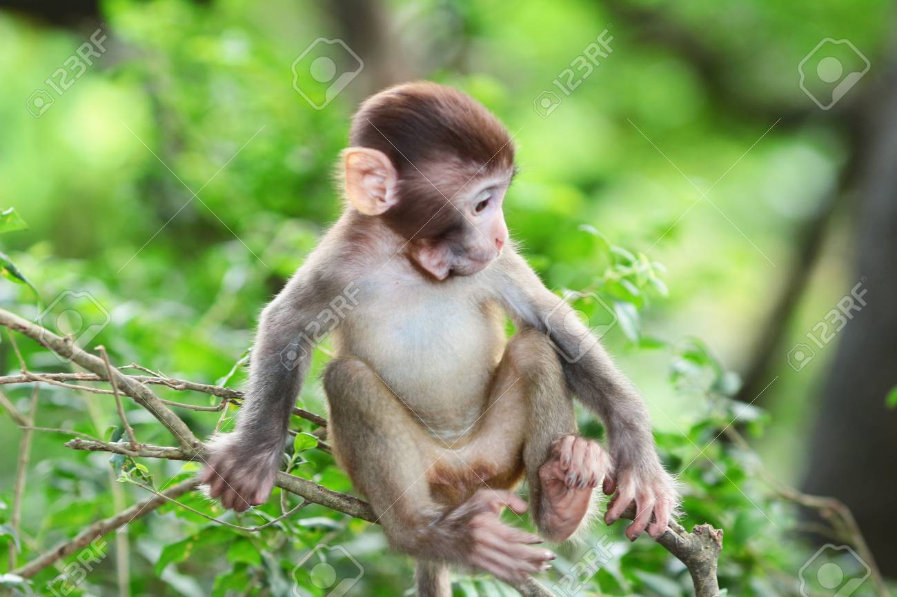 imagenes de monos bebes