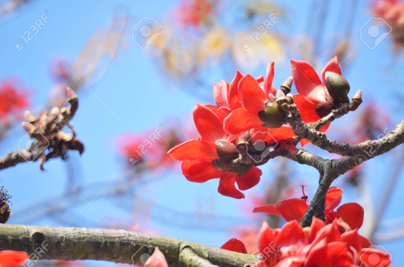 Blossoms Of The Red Silk Cotton Tree Stock Photo Picture And Royalty Free Image Image