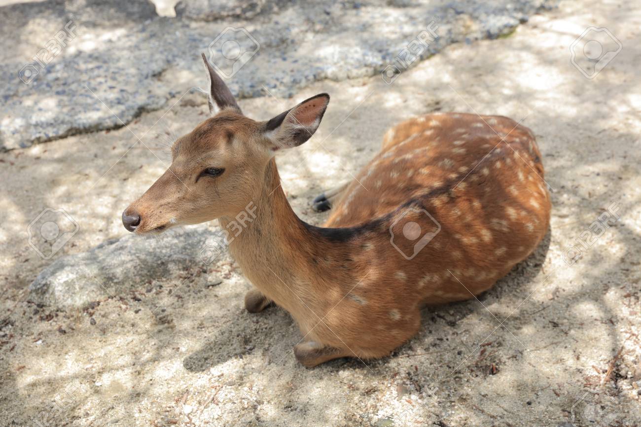 近くの広島 日本の神聖な動物は の写真素材 画像素材 Image 近くの広島 日本の神聖な動物は の写真素材 画像素材 Image
