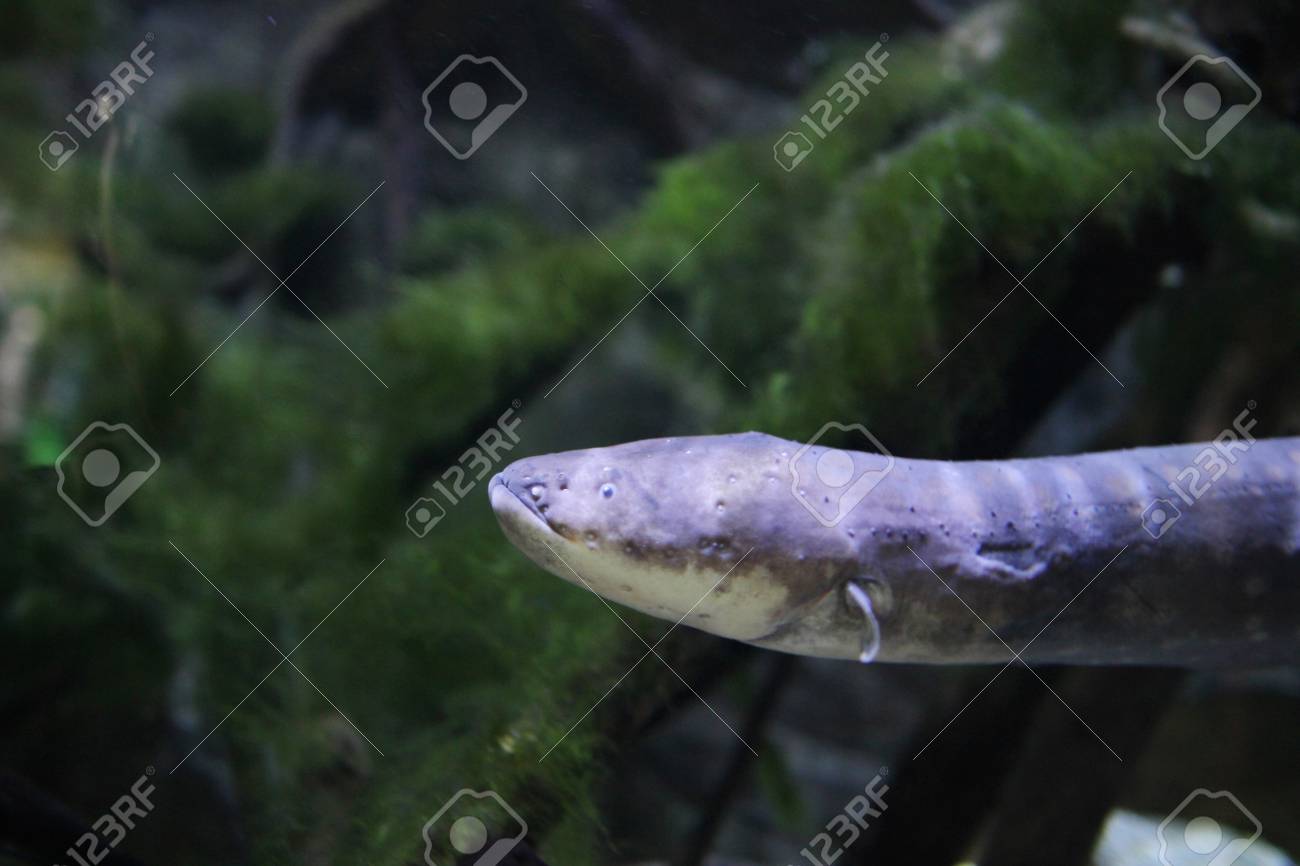 Anguila Electrica Electrophorus Electricus Pescado De Agua Dulce Fotos Retratos Imagenes Y Fotografia De Archivo Libres De Derecho Image