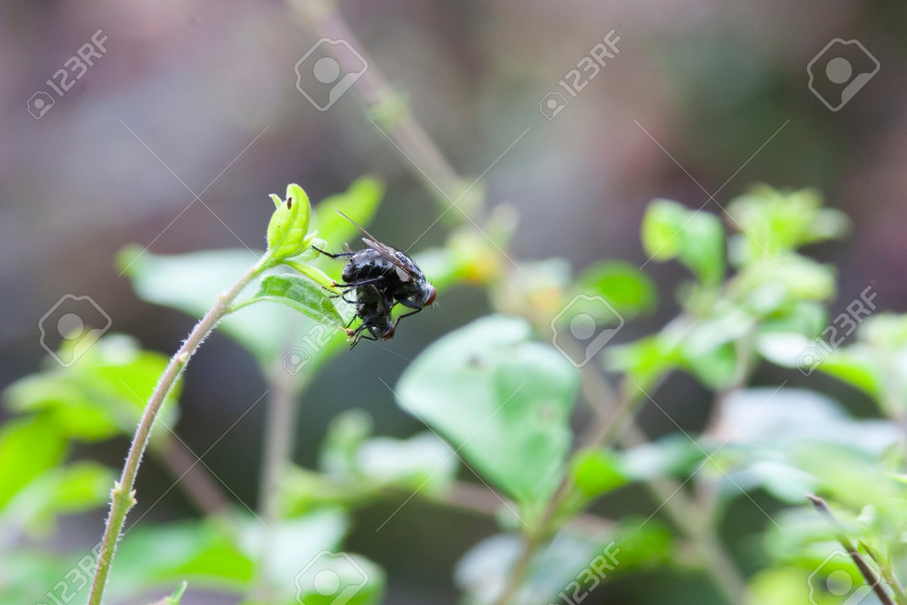 Insecto Volador De Apareamiento Aislado Díptero De Mosca Salvaje  