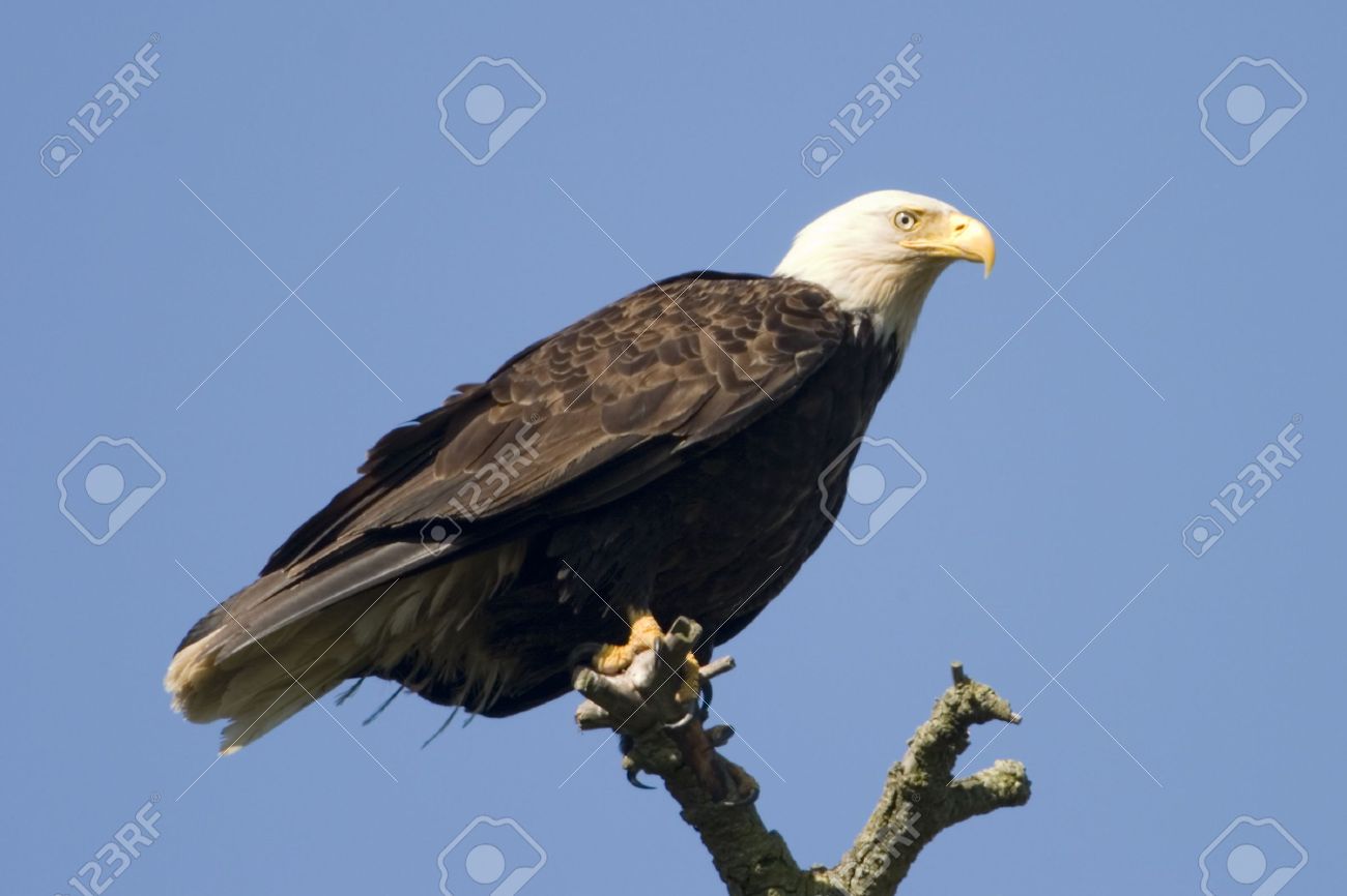american bald eagle perched on a tree branch stock photo picture