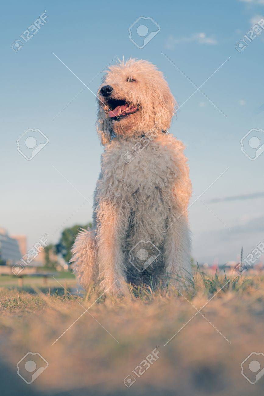 white fluffy dog large