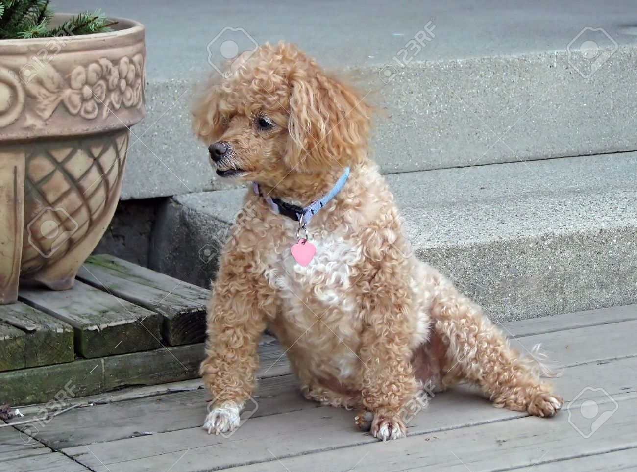micro poodle dog