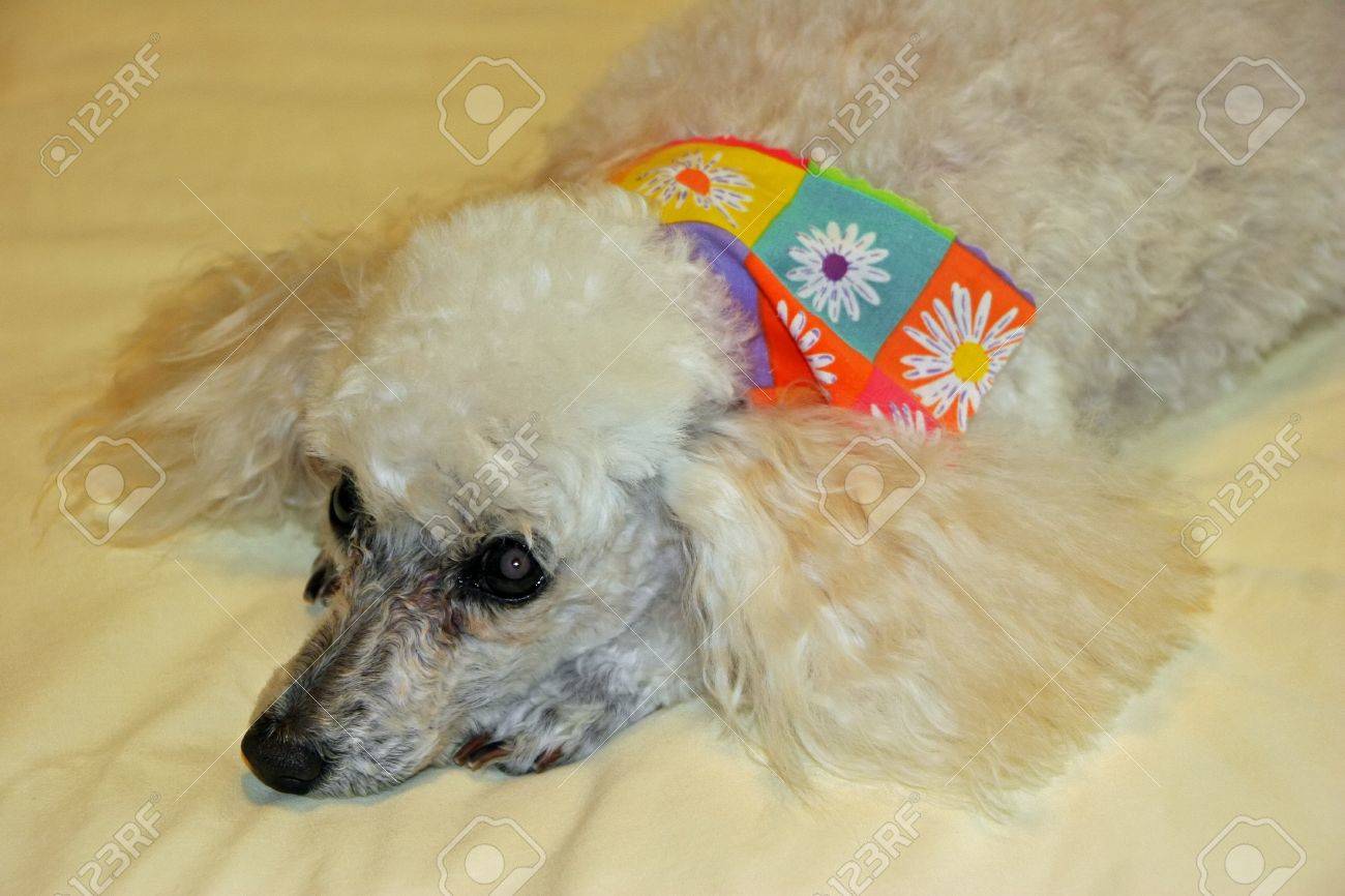 カラフルなバンダナを身に着けているかわいいトイプードル の写真素材 画像素材 Image カラフルなバンダナを身に着けているかわいいトイプードル の写真素材 画像素材 Image