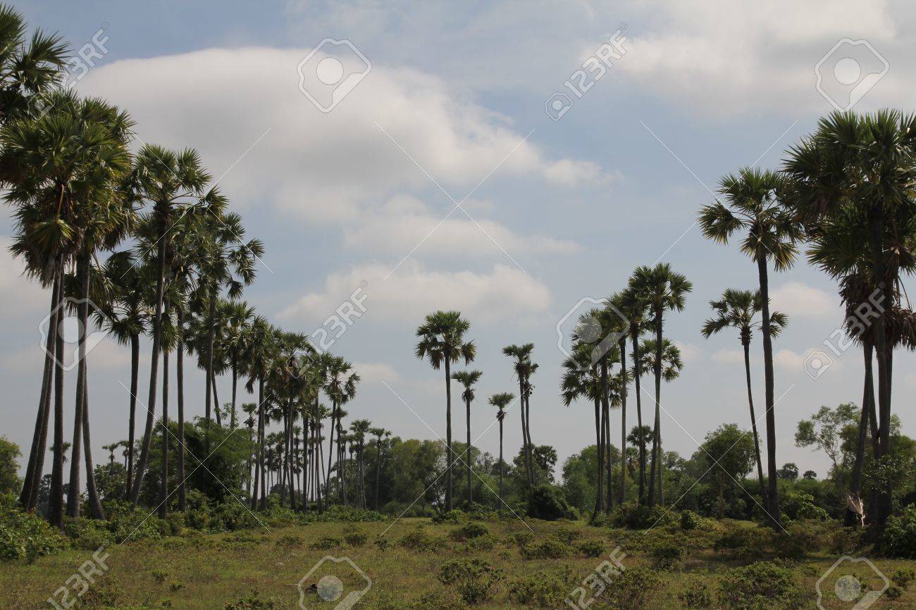 Palm Trees near Phnom Tamao zoo in Takeo province of Cambodia - 19564639 Palm Trees near Phnom Tamao zoo in Takeo province of Cambodia - 19564639