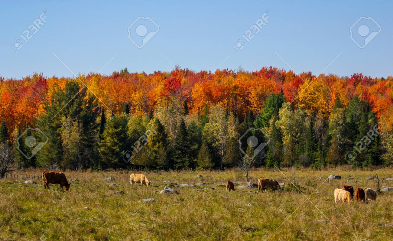 cows eating free in the fall season stock photo picture and royalty